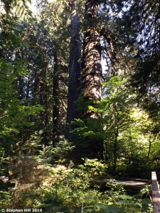 Giant firs along the Grove of the Patriarchs Trail