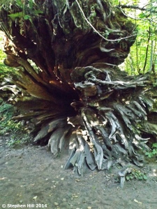 The underside of a fallen tree reveals a starburst pattern and a shallow root system.